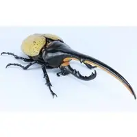 Biology Edition Dynastes Hercules Special Commentary Version Model Kit