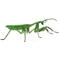 Plastic Model Kit - Jiyuu Kenkyuu Series / Tenodera aridifolia