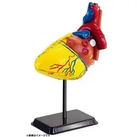 Plastic Model Kit - Human Anatomical Model kit