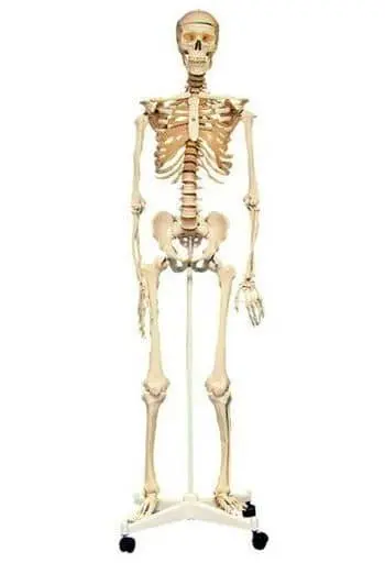 Plastic Model Kit - Human Anatomical Model kit
