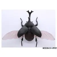 Plastic Model Kit - Insect / Beetle
