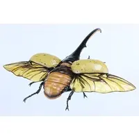 Plastic Model Kit - Jiyuu Kenkyuu Series