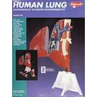 Plastic Model Kit - HUMAN LUNG