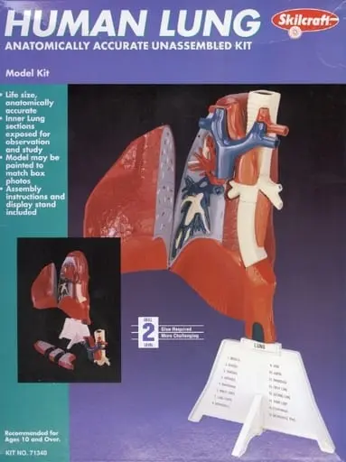 Plastic Model Kit - HUMAN LUNG