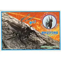 Plastic Model Kit - Insect