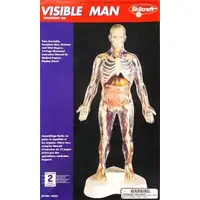 Plastic Model Kit - Skeleton model