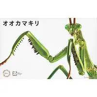 Plastic Model Kit - Jiyuu Kenkyuu Series / Tenodera aridifolia