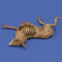 1/35 Scale Model Kit - People/Animals