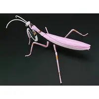 Plastic Model Kit - Rebuild of Evangelion / Tenodera aridifolia