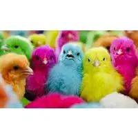 Plastic Model Kit - EVANGELION