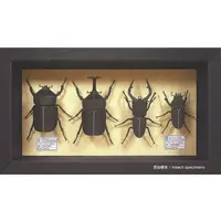 Miniature Art Kit - Insect