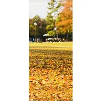 Plastic Model Supplies - Photo Background Sheet - Toruhako